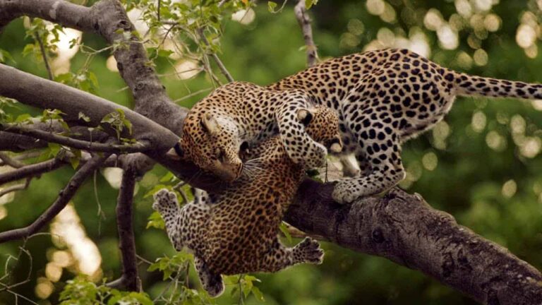 Africa-Leopard