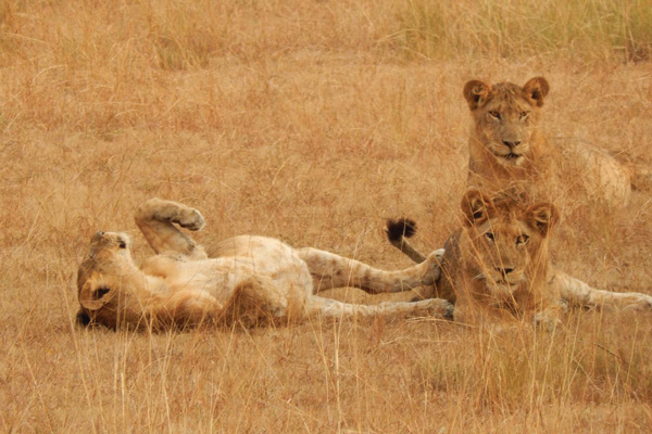 Lion-Tracking-Experience-in-Queen-Elizabeth-National-Park