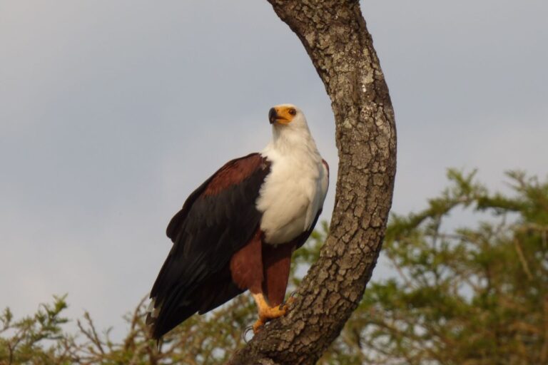 fish-eagle