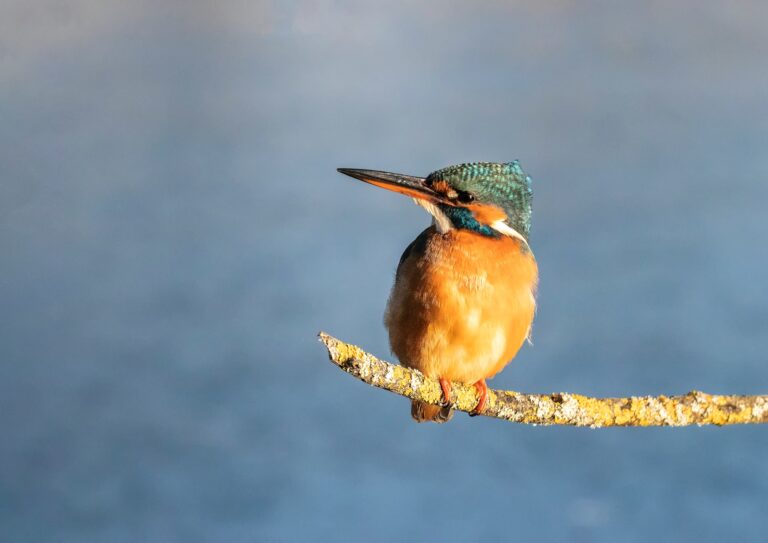 kingfisher